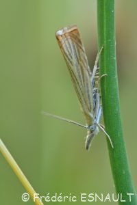 Crambus des jardins (Chrysoteuchia culmella)