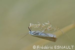 Crambus des jardins (Chrysoteuchia culmella)