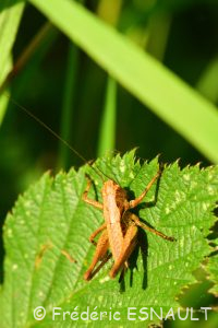 Decticelle cendrée ou Ptérolèpe aptère (Pholidoptera griseoaptera)