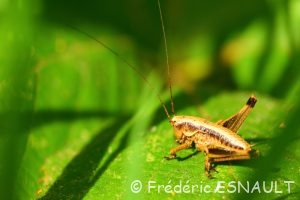 Decticelle cendrée ou Ptérolèpe aptère (Pholidoptera griseoaptera)