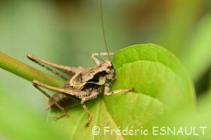 Decticelle cendrée ou Ptérolèpe aptère (Pholidoptera griseoaptera)