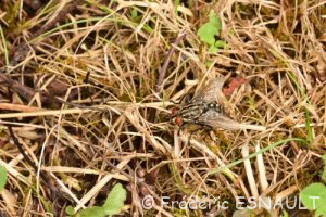 Mouche à damier ou Mouche grise de la viande (Sarcophaga carnaria)