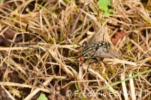Mouche à damier ou Mouche grise de la viande (Sarcophaga carnaria)