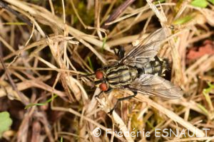 Mouche à damier ou Mouche grise de la viande (Sarcophaga carnaria)