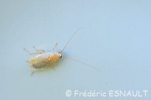 Blatte de Vinz (Ectobius vinzi)