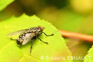 Mouche à damier ou Mouche grise de la viande (Sarcophaga carnaria)