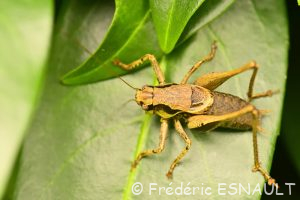 Decticelle cendrée ou Ptérolèpe aptère (Pholidoptera griseoaptera)