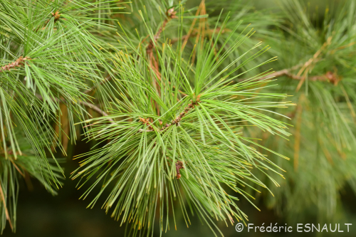 Nouveauté : Pin de Weymouth (Pinus strobus)