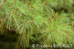 Pin de Weymouth (Pinus strobus