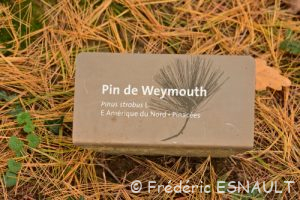Pin de Weymouth (Pinus strobus