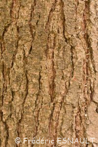 Pin de Weymouth (Pinus strobus