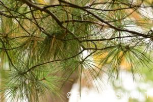 Pin de Weymouth (Pinus strobus