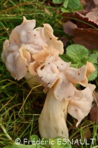 L'Helvelle crépue (Helvella crispa)