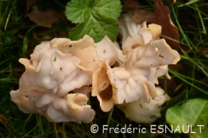 L'Helvelle crépue (Helvella crispa)