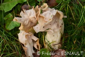 L'Helvelle crépue (Helvella crispa)