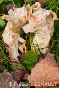 L'Helvelle crépue (Helvella crispa)