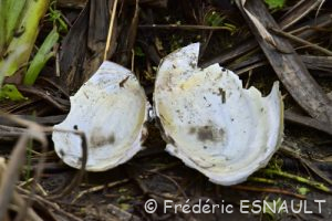 Anodonte des étangs ou des cygnes (Anodonta cygnea)