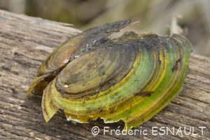 Anodonte des étangs ou des cygnes (Anodonta cygnea)