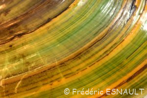 Anodonte des étangs ou des cygnes (Anodonta cygnea)