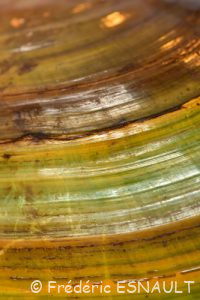 Anodonte des étangs ou des cygnes (Anodonta cygnea)