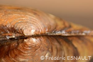 Anodonte des étangs ou des cygnes (Anodonta cygnea)