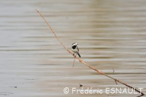 Bergeronnette grise (Motacilla alba)