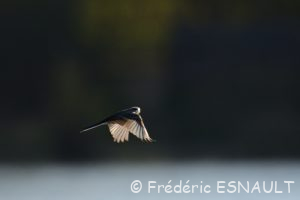 Bergeronnette grise (Motacilla alba)
