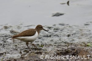 Le Chevalier guignette (Actitis hypoleucos)