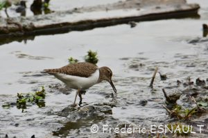 Le Chevalier guignette (Actitis hypoleucos)