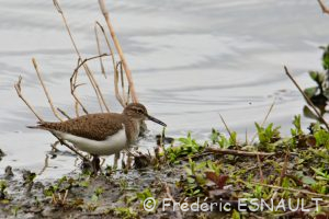 Le Chevalier guignette (Actitis hypoleucos)