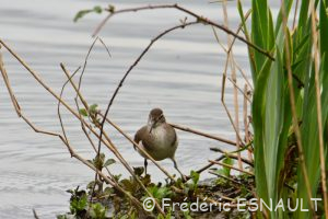 Chevalier guignette (Actitis hypoleucos)