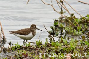 Chevalier guignette (Actitis hypoleucos)
