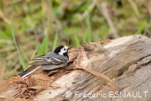 Bergeronnette grise (Motacilla alba)