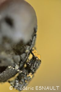 Anthribe bois vermoulu (Platyrhinus resinosus)