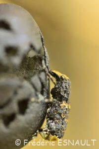 Anthribe bois vermoulu (Platyrhinus resinosus)