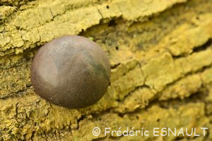 Daldinie concentrique (Daldinia concentrica)