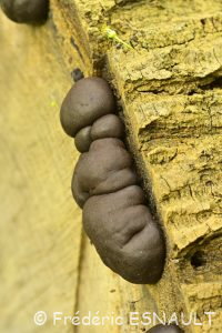 Daldinie concentrique (Daldinia concentrica)