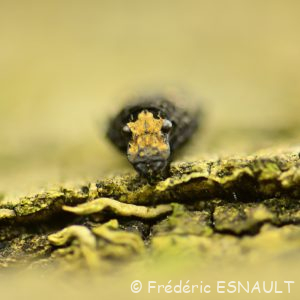 Anthribe bois vermoulu (Platyrhinus resinosus)