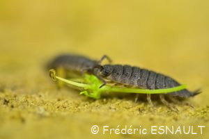 Cloporte rugueux ou Porcellion rude (Porcellio scaber)
