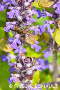 Rhingie champêtre (Rhingia campestris)