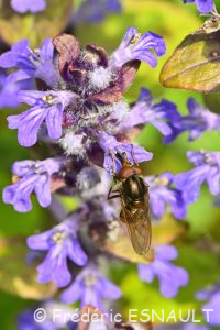 Rhingie champêtre (Rhingia campestris)