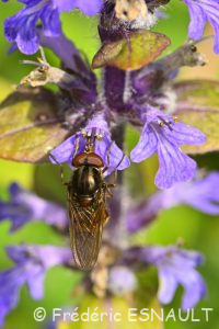 Rhingie champêtre (Rhingia campestris)
