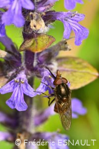Rhingie champêtre (Rhingia campestris)