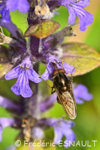 Rhingie champêtre (Rhingia campestris)