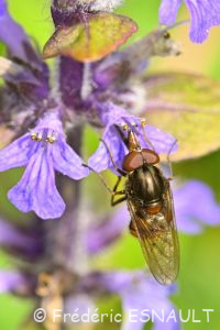 Rhingie champêtre (Rhingia campestris)