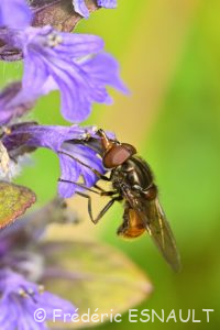 Rhingie champêtre (Rhingia campestris)