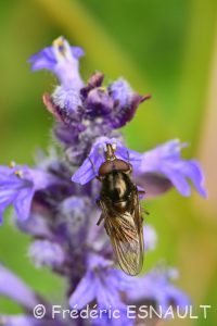 Rhingie champêtre (Rhingia campestris)