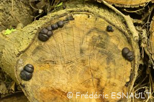 Daldinie concentrique (Daldinia concentrica)