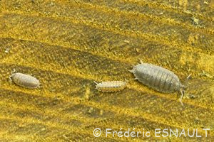 Cloporte rugueux ou Porcellion rude (Porcellio scaber)