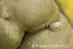 Cloporte rugueux ou Porcellion rude (Porcellio scaber)